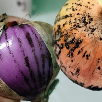 The Side Effects of Onions with Mold