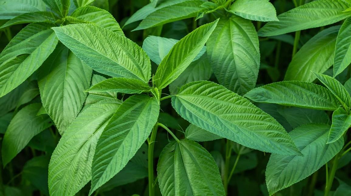 saluyot-jute-leaves-1296x728-header-1.jpg