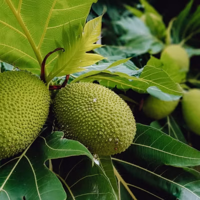 Delicious Breadfruit Snacks{Gbere}: Nutritional Benefits and Why Breadfruit Is a Healthy Choice