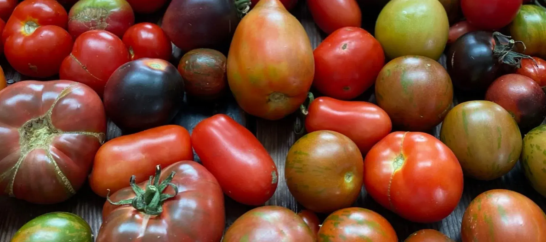 tomatoes-a47431dc-dec7-49fb-8f15-3e47637007a6-2000x.webp